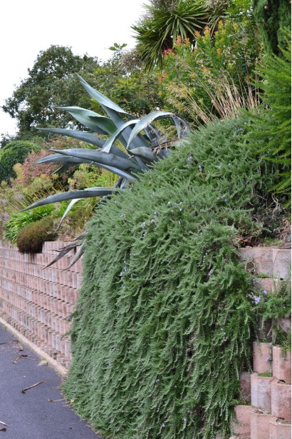 Розмарин лікарський Поінт ду Раз